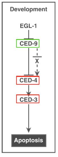 C. elegans apoptotic genes Ced-9: mutazioni che inattivano ced-9 portano a morte cellulare estesa a tutte le cellule, livelli aumentati di espressione di ced-9 bloccano l apoptosi.