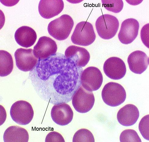 Le cellule della immunità innata Monociti/macrofagi i monociti circolanti nel sangue migrano