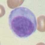 linfociti Linfociti B Esprimono anticorpi (IgD) di superficie per il riconoscimento dei patogeni