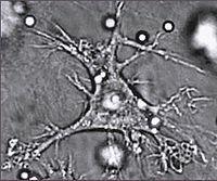 Cellule dendritiche Cellule tessutali con funzioni di: Riconoscimento, fagocitosi e digestione di elementi non self con isolamento degli antigeni Migrazione