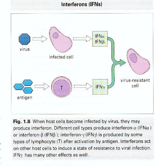 Interferoni (IFN) Molecole che facilitano la difesa immunitaria contro i virus rendendo le