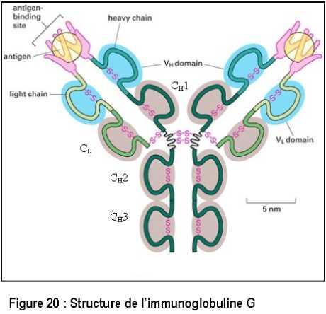 immunoglobuline (Ig) Riconoscono un antigene e sono in grado di formare un legame