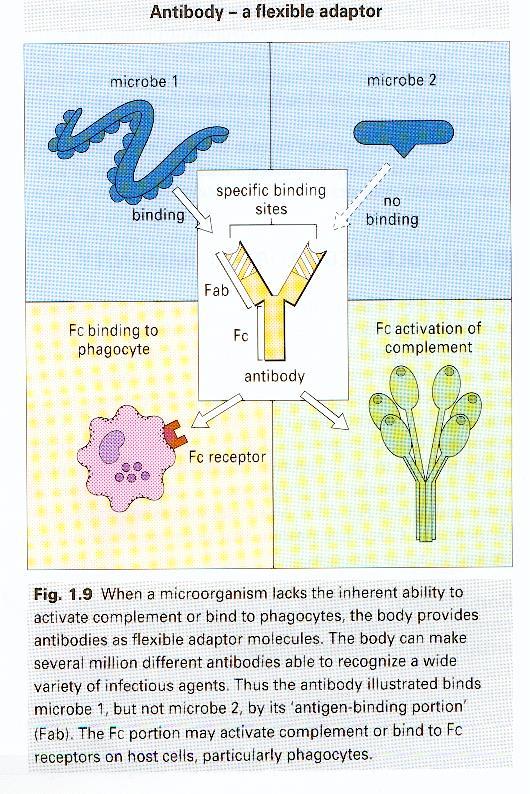 Funzioni degli Anticorpi 1. Facilitare la fagocitosi di un patogeno 2.
