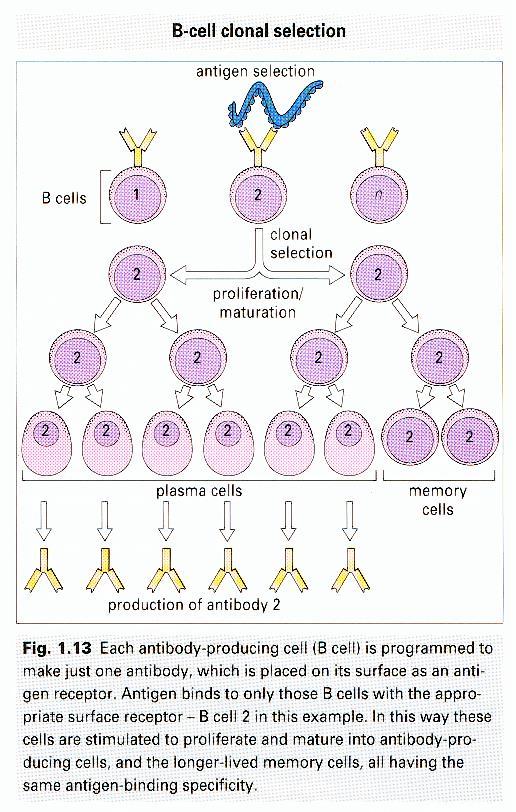 Linfociti B Responsabili della risposta umorale Riconoscono l antigene tramite anticorpi di superficie (IgD), vanno incontro a proliferazione e