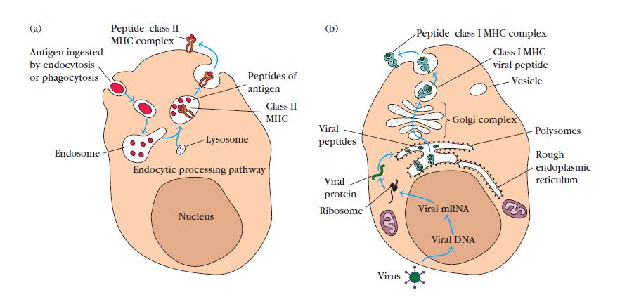 Molecole MHC/HLA II presentano peptidi esogeni Molecole