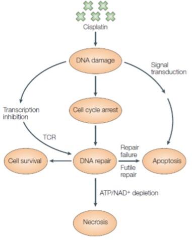 Cisplatino (CDDP) Meccanismo d azione: si lega al DNA e ne inibisce la sintesi morte cellulare Effetti collaterali: