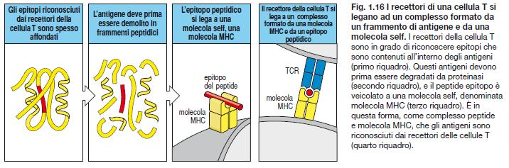 I linfociti T mediante il recettore TCR riconoscono solo antigeni