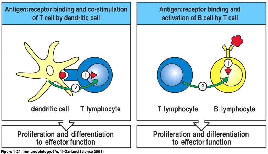 I linfocia T per a=varsi e rispondere hanno bisogno di 3 segnali: 1. riconoscimento degli antigeni (MHC-peptide) 2.
