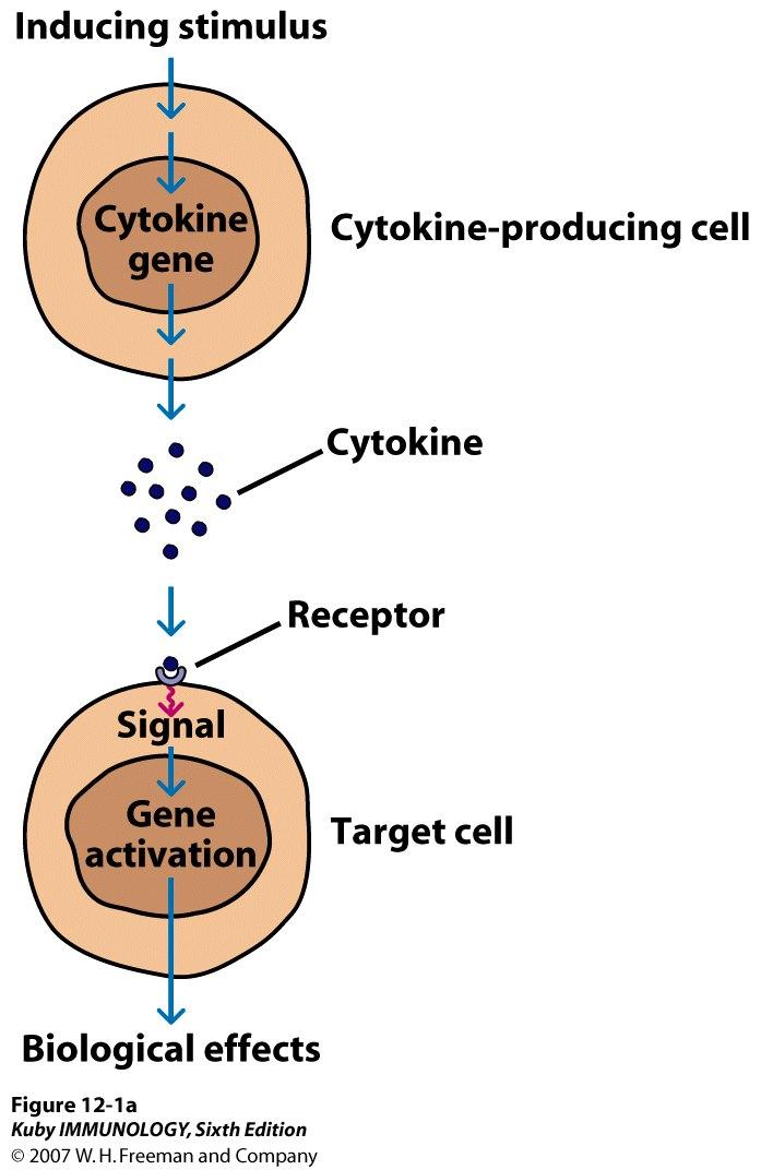 Le citochine: messaggeri intercellulari in grado di regolare le risposte immunitarie glicoproteine a