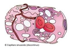 sistema vascolare (arteriole midollari e cor<cali, rete sinusale, seno centrale), una