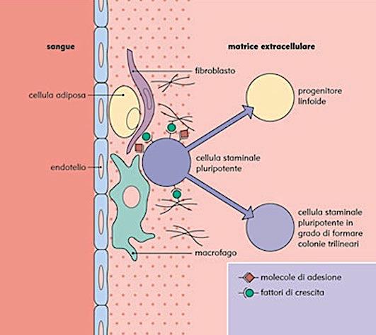 Funzioni: - SAmolano l emopoiesi per il conanuo rinnovo delle cellule emaache (condizioni