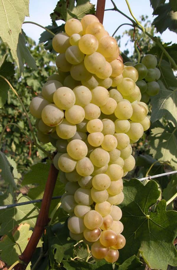 IL TREBBIANO E il vitigno bianco più coltivato in Italia (55.