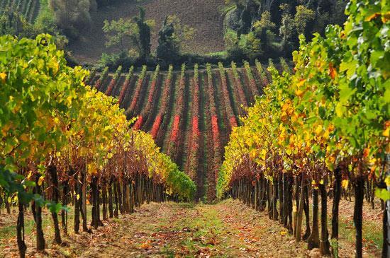 TOSCANA LA VERNACCIA DI S. GIMIGNANO Vanta una tradizione antichissima.