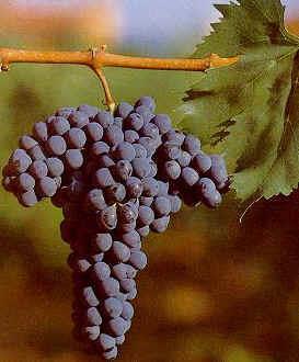 IL SANGIOVESE E il vitigno più coltivato in Italia (70.000 ha), conosciuto già dagli Etruschi.