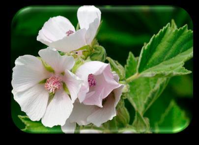 STRAORDINARI Bismalva Camomilla Cardo Santo Chiamata anche (marsmellow) È una pianta con dei straordinari benefici 1.