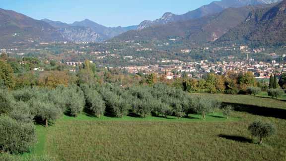 Invece lei, Bruna Pelizzoni, ha l animo contadino e va più per le spicce. Da sempre sa che cosa significa lavorare la terra.