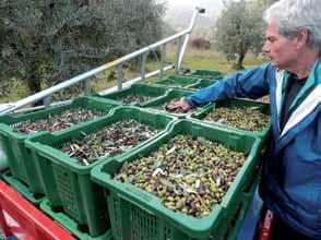 L OLIO GARDA DOP DE LA CAVAGNINA Descrizione olio ottenuto da olive Casaliva, Leccino, Pendolino, Regina del Garda, Moraiolo; raccolta manuale e con agevolatori meccanici.