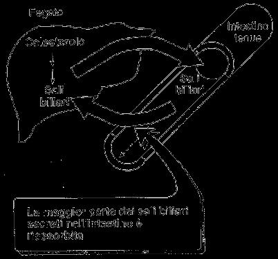 Resine Leganti gli Acidi Biliari