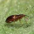 BIOLOGIA Anthocoris Lungo da 3 a 4 mm Larve molto mobili