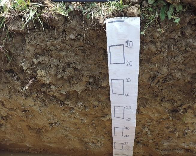 EFFETTI DELL USO DI COMPOST DA SARMENTI SUL SUOLO E SULLA VITE Densità radicale a 40 cm dal filare