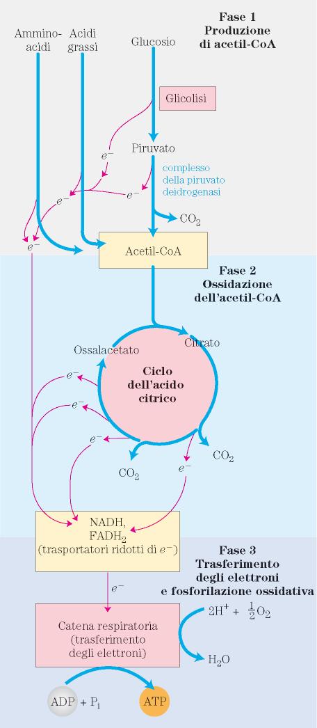 Regolazione della piruvato deidrogenasi (PDH) nel fegato: scelta tra biosintesi degli acidi grassi e quella del glucosio piruvato Insulina ATP Acetil-CoA NADH Dopo un pasto ricco in carboidrati (o