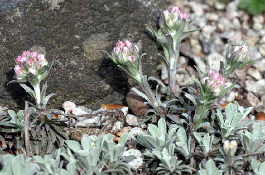 Antennaria Dioica Antennaria, Sempiterni di montagna,
