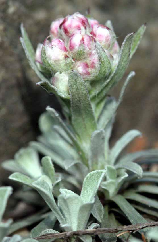 Antennaria Dioica