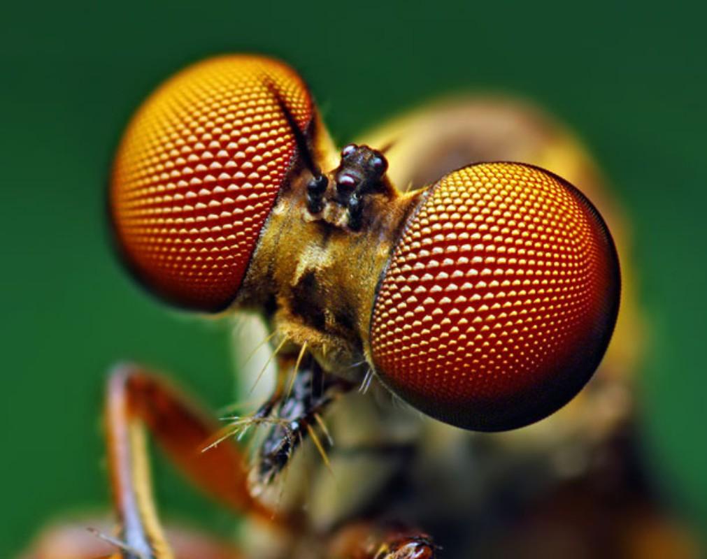 Approfondimento Negli insetti esistono due tipi di occhi gli ocelli che captano solo la forma degli oggetti e sono dati alla visione da vicino e gli occhi composti formati da tante unità dette