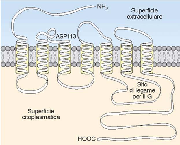 IL RECETTORE MUSCARINICO DELL ACh I recettori accoppiati a proteine G sono formati da una sola subunità composta da 7 segmenti di catena polipeptidica trasmembranari Il sito di
