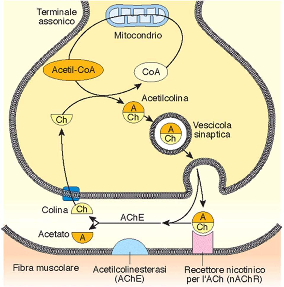 Sintesi e degradazione di acetilcolina ACh è rilasciata da neuroni periferici e centrali; sintetizzata nel terminale assonico dall enzima Acetilcolina-transferasi.