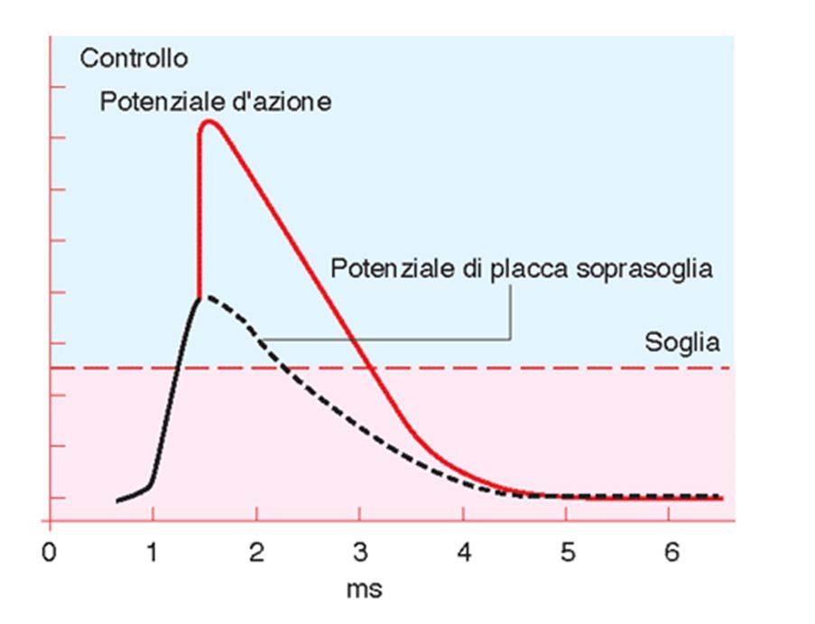 IL POTENZIALE DI PLACCA: generazione stimolando il motoneurone (presinaptico) si registra a livello della