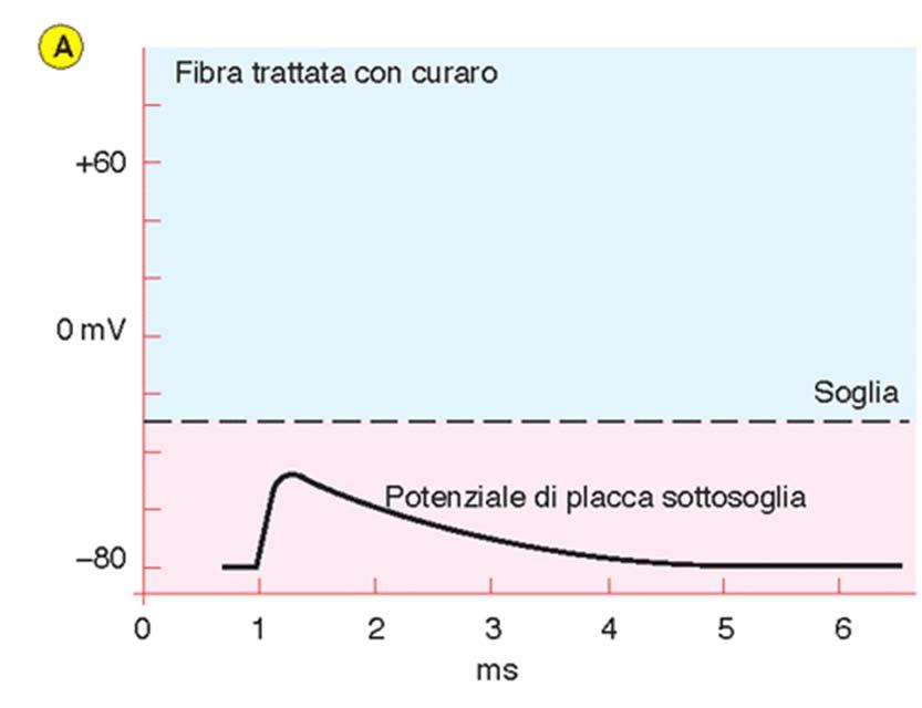 membrana fino alla soglia del potenziale d azione.