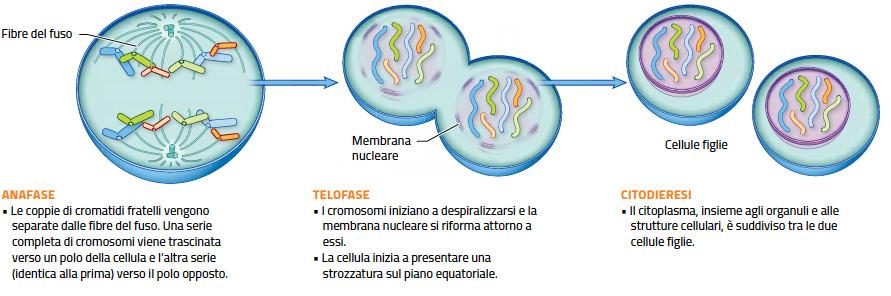 5. La mitosi e la citodieresi /2 In seguito i cromatidi fratelli si separano e