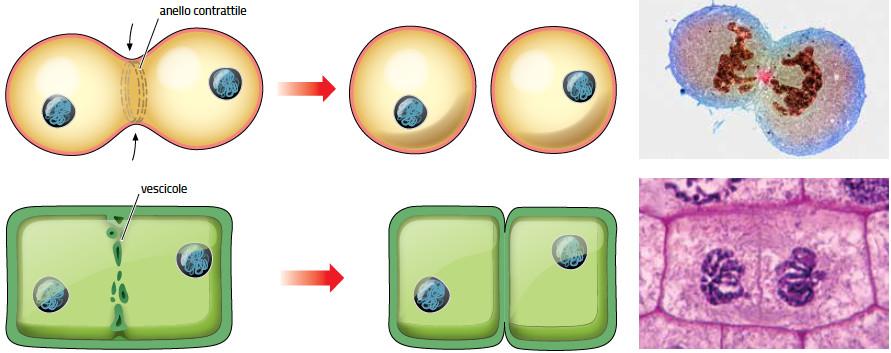 5. La mitosi e la citodieresi /3 La citodieresi è la suddivisione del citoplasma nelle due cellule figlie.