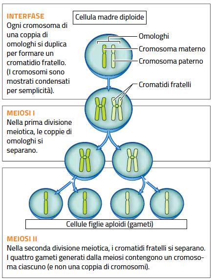 9. La meiosi comporta due divisioni La meiosi trasforma, mediante due divisioni successive, una cellula diploide