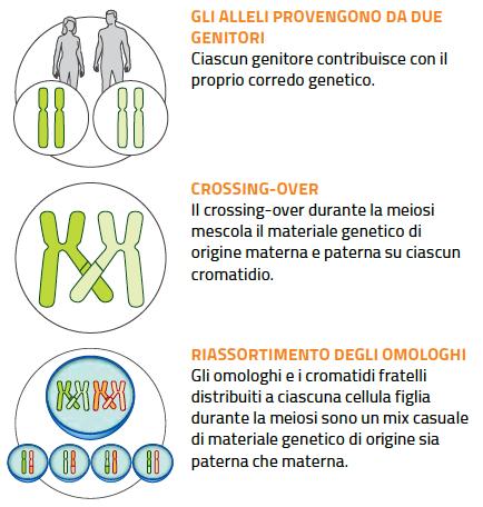 13. La riproduzione sessuata genera variabilità Nelle specie a riproduzione sessuata i figli sono sempre diversi tra loro e sono differenti dai genitori