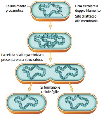 2. La scissione binaria nei procarioti /2 I batteri si dividono per scissione binaria, una forma di