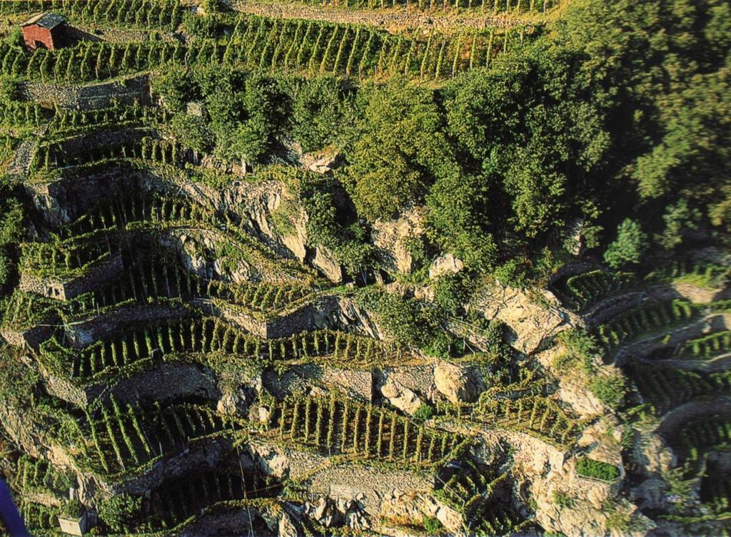 La coltivazione del vigneto in Valtellina è condotta su terrazzamenti estremamente acclivi e