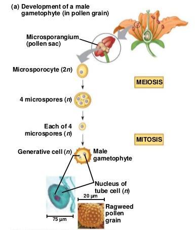 GAMETOFITO MASCHILE Nelle spermatofite il gametofito maschile è il granulo pollinico