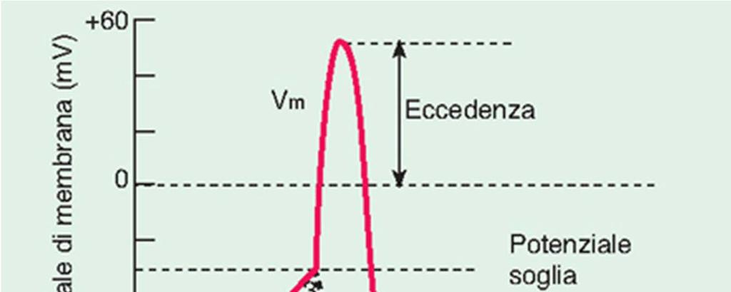 Impulsi di corrente depolarizzanti di ampiezza moderata (s 1 -s 2 ) producono