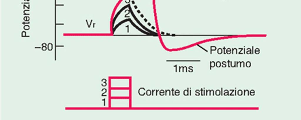 Il neurone genera un potenziale d azione se lo stimolo porta V m oltre un valore