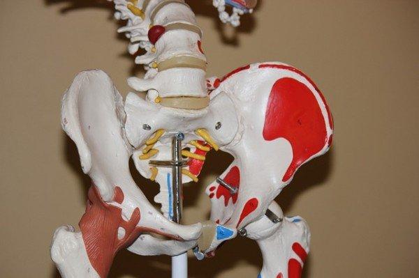 L'articolazione dell'anca è la maggiore dell'organismo e occupa una posizione centrale nell'apparato