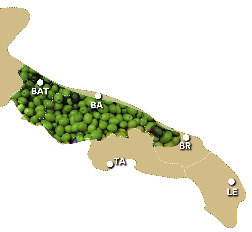 IL TERRITORIO NORD BARESE Il territorio a Nord di Bari è caratterizzato dall assolata e selvaggia Murgia, circondata da olivi che offrono un olio particolarmente apprezzato dagli intenditori, tra cui
