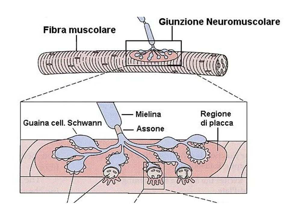 Giunzione neuromuscolare Nella zona di contatto, le fibre nervose terminano con una serie di espansioni bottoniformi che determinano impronte sulla superficie del sarcolemma, dette docce sinaptiche o