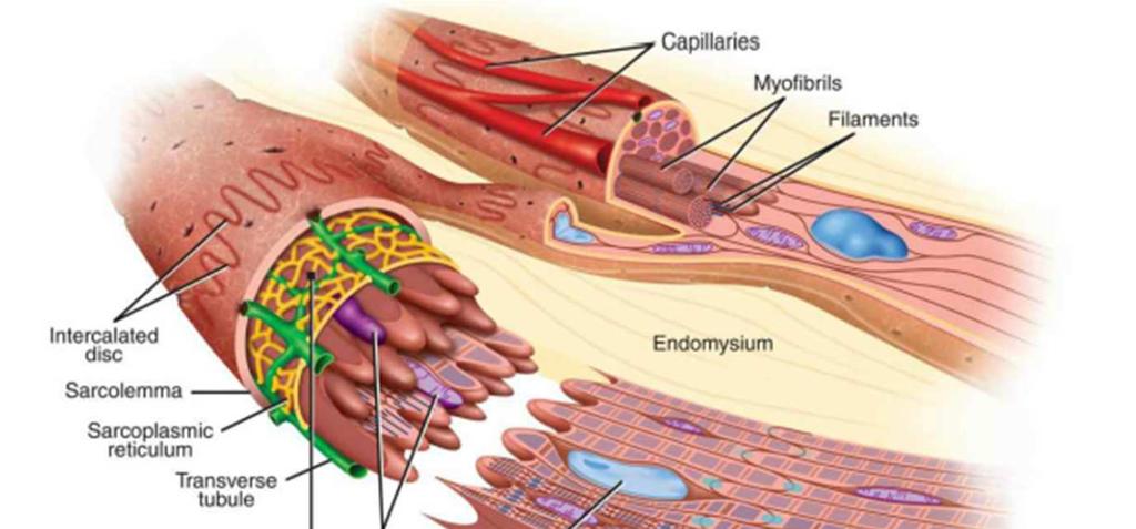 Caratteristica unica sono i dischi intercalari a livello della stria Z, a questo livello le cellule aderiscono tra