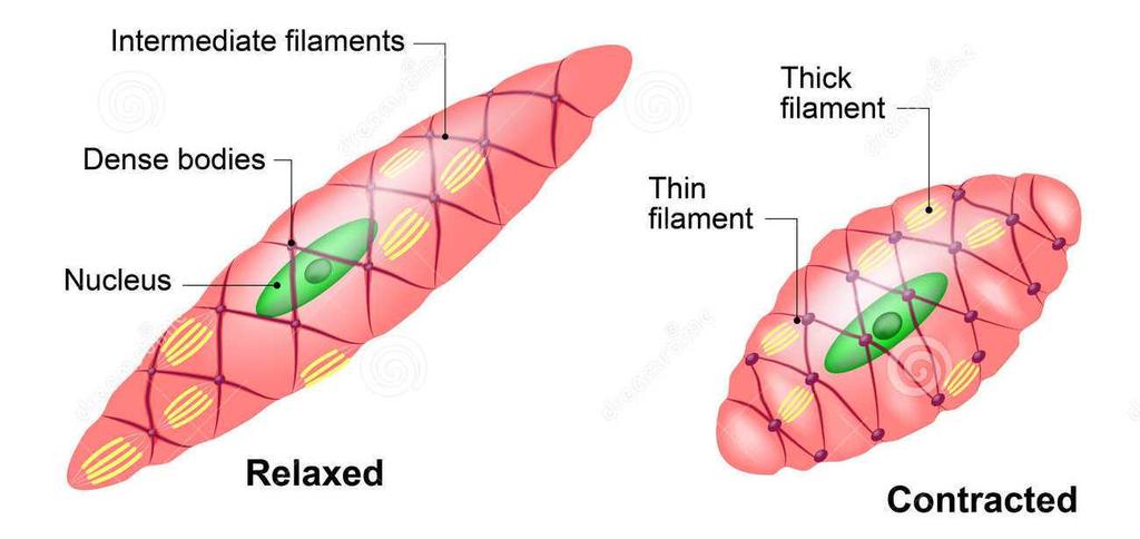 Microscopicamente è costituito da unità distinte tra di loro Le fibrocellule muscolari lisce sono cellule allungate, di forma fusata Sono mononucleate, il nucleo ha forma allungata ed è al centro