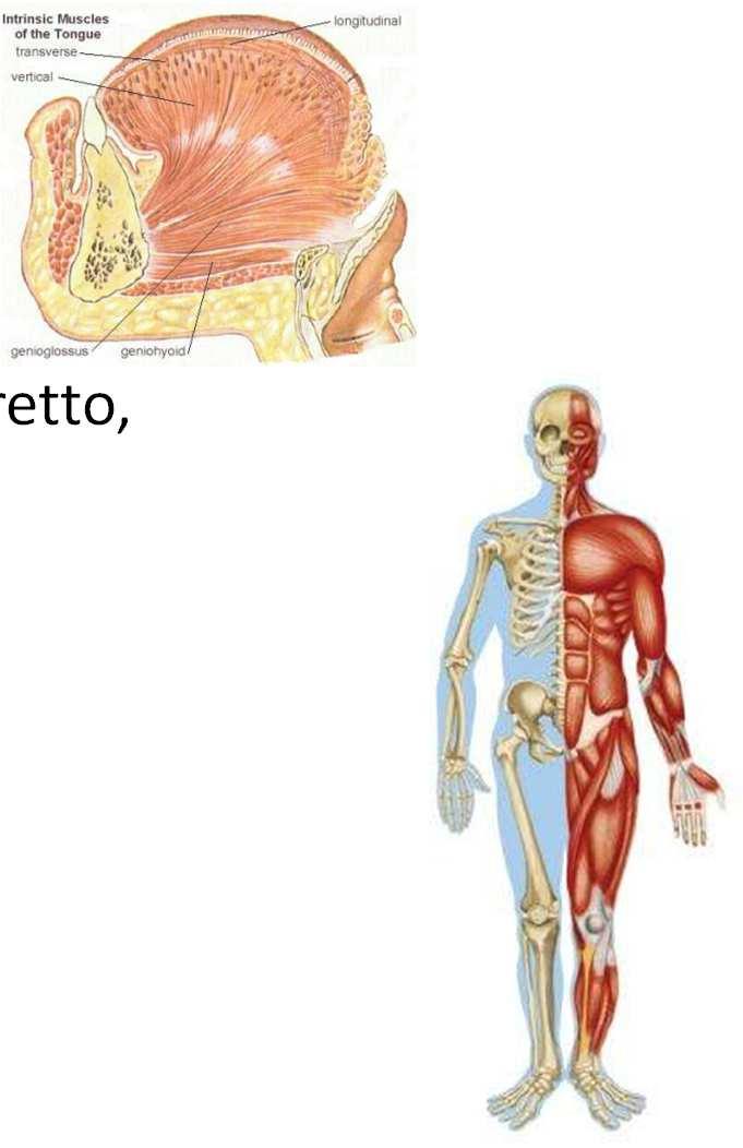 Tessuto muscolare striato scheletrico È costituito da elementi