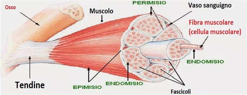 Il muscolo è sostenuto da un impalcatura di tessuto connettivo: Epimisio: guaina connettivale densa che avvolge esternamente il muscolo Perimisio: sepimenti di collagene che originano dalla