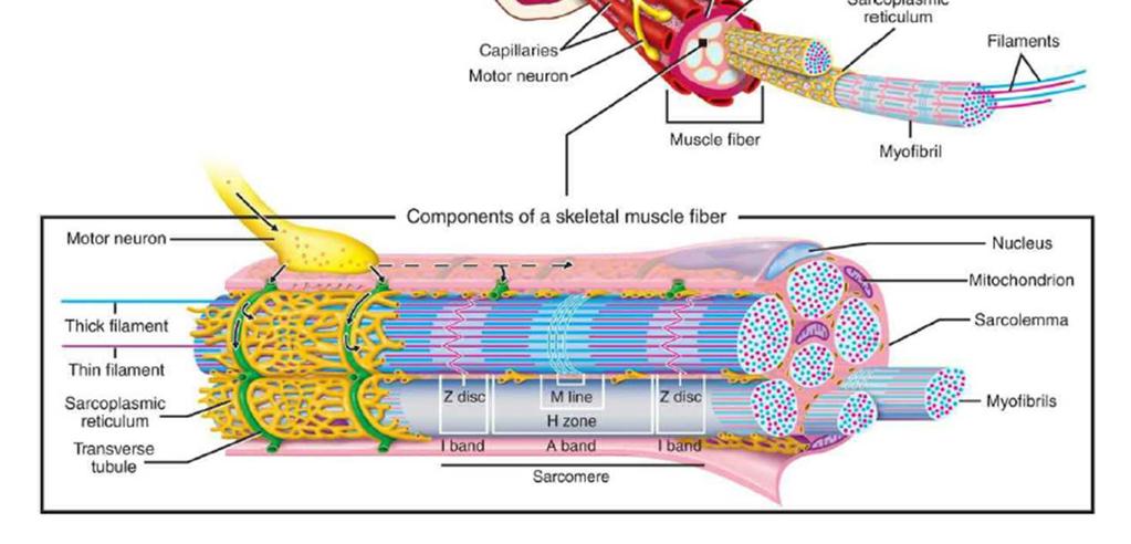 strie Z è presente il sarcomero, unità contrattile del muscolo scheletrico In