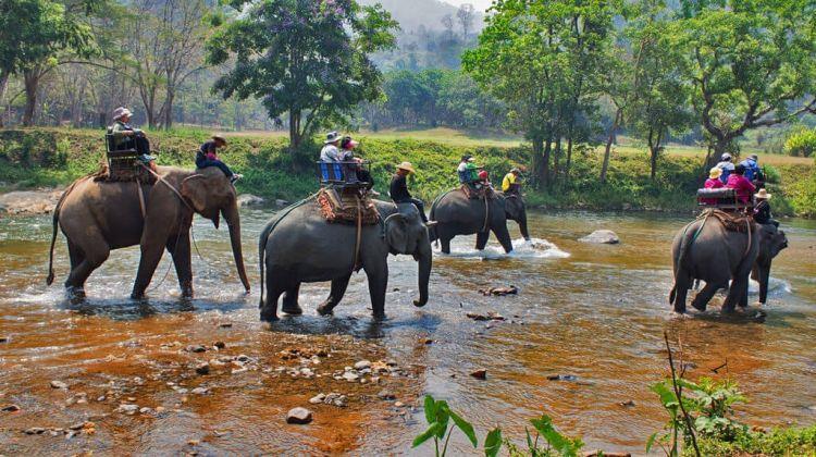 È il primo parco nazionale del Regno ed è uno dei migliori parchi nazionali in Asia. Il Parco è famoso per la sua varietà di fauna selvatica, in particolare quella del Grande Rinoceronte cornuto.
